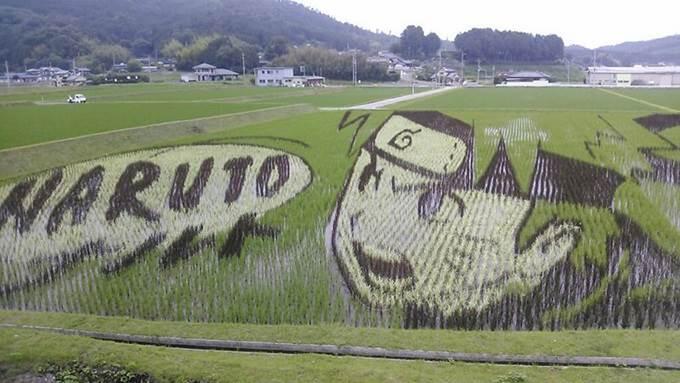 Seni Raksasa Yang Dihasilkan Di Atas Sawah Padi