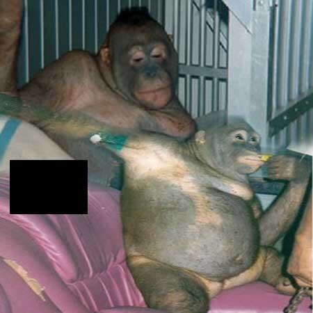  Kisah Sedih Pony Orangutan Jadi PSK