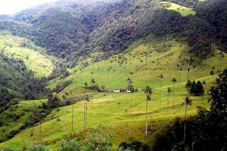 Pohon Palem Tertinggi Di Dunia