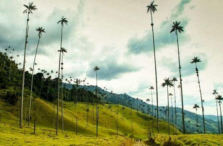 Pohon Palem Tertinggi Di Dunia