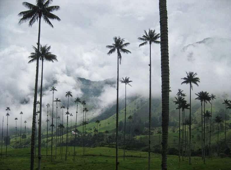 Pohon Palem Tertinggi Di Dunia