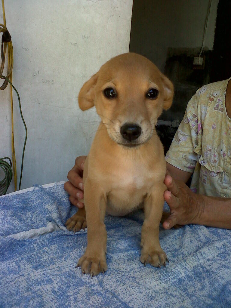 Foto Lucu Anjing Golden Gokil Abis