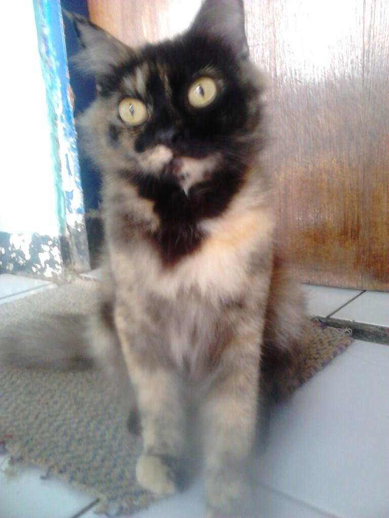 Terjual DI Jual Kucing Persia Medium Nose Betina Umur 9 