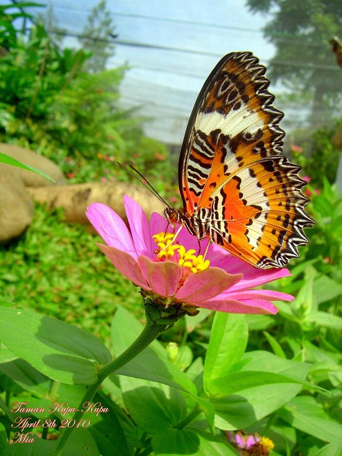 Eksotisnya taman wisata Alam, bantimurung