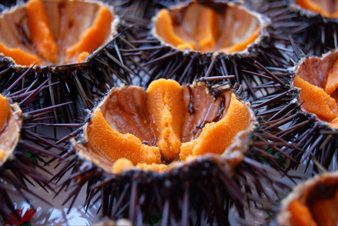10 Hewan yang dimakan hidup-hidup oleh manusia