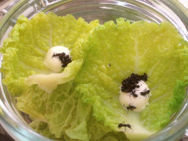 10 Hewan yang dimakan hidup-hidup oleh manusia