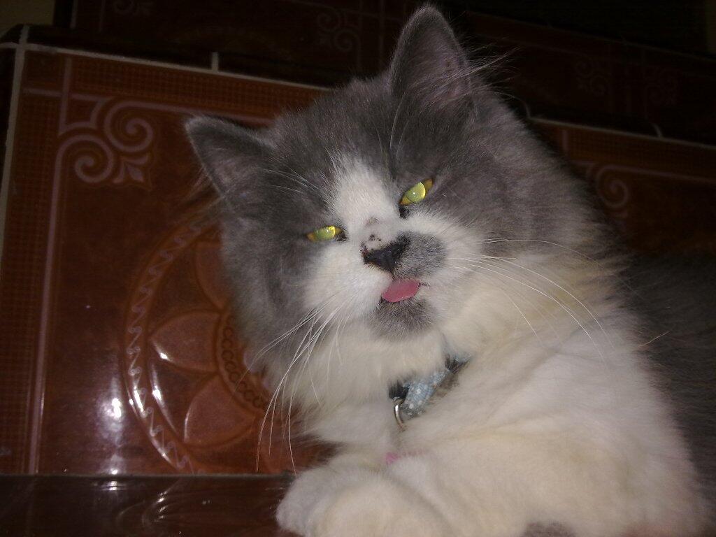 Kucing ane narsis gan karena kepengen jadi model!!