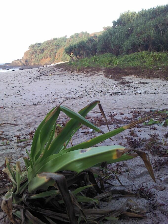 Camping semalam di Pantai Njuwok, Gunung Kidul