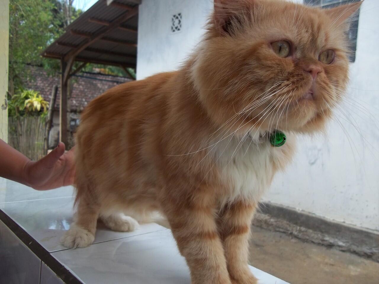 Terjual Jual Santai  Kucing  Persia Peaknose Longhair Jantan 