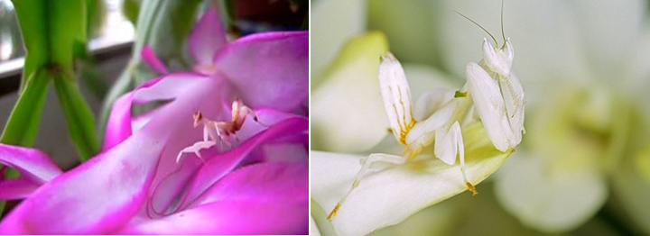 10 Hewan yang Menyerupai Daun dan Bunga
