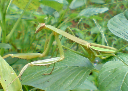 10 Hewan yang Menyerupai Daun dan Bunga