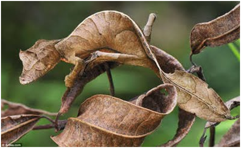 10 Hewan yang Menyerupai Daun dan Bunga