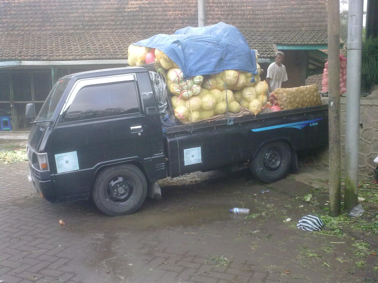 Investasi Menguntungkan di bidang agro ( Sayuran, Buah dan Susu Murni )