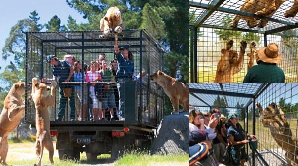 Kebun binatang ini &quot;umpankan&quot; pengunjung ke singa.