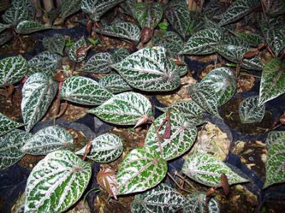 Manfaat Daun Sirih Merah Untuk Kesehatan Dan Pengobatan