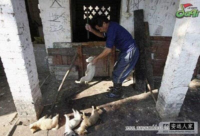 Foto Proses Pengeringan Anjing Untuk Makanan