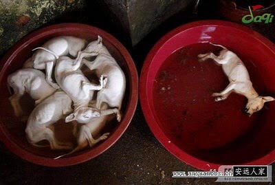 Foto Proses Pengeringan Anjing Untuk Makanan