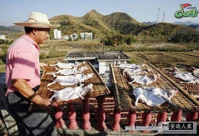 Foto Proses Pengeringan Anjing Untuk Makanan