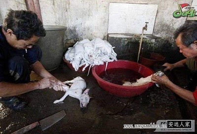 Foto Proses Pengeringan Anjing Untuk Makanan
