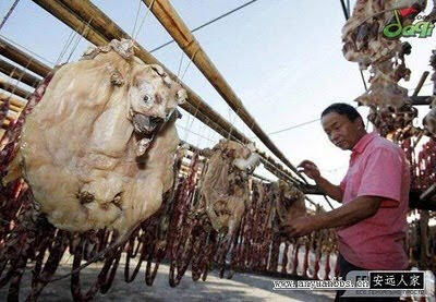 Foto Proses Pengeringan Anjing Untuk Makanan