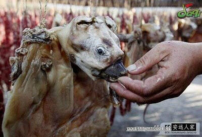 Foto Proses Pengeringan Anjing Untuk Makanan