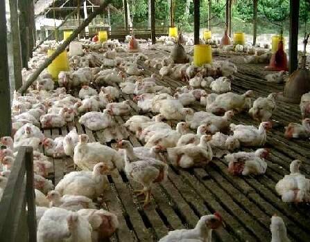 H7N7 Pembunuh baru manusia