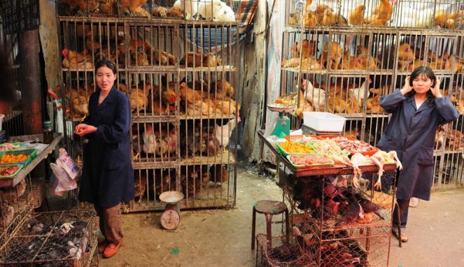 H7N7 Pembunuh baru manusia