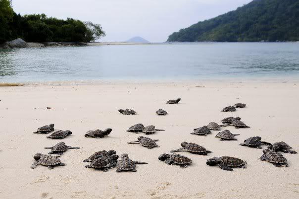 Kepuluan Anambas Pulau Tropis paling indah di Asia