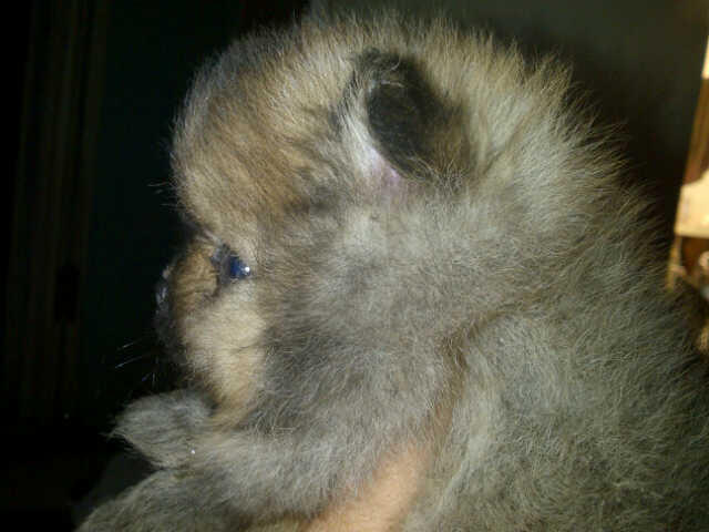 jual anjing pom,mini pom,super mini pom, golden, chiwawa, sitsu