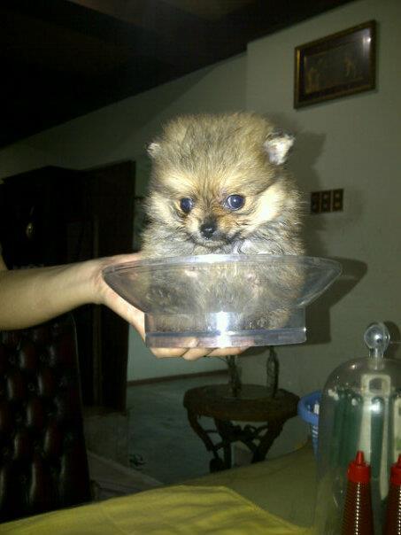 jual anjing pom,mini pom,super mini pom, golden, chiwawa, sitsu