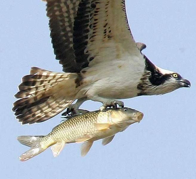 aneh !! Elang Senyelamatkan nyawa ikan..