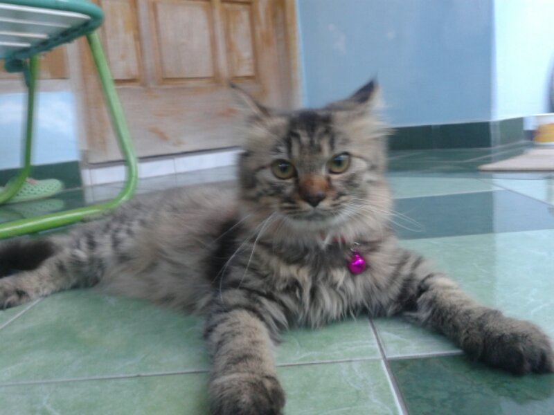 Sharing Mengenai Kucing-Kucing Agan