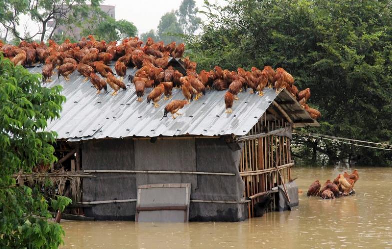 Mereka yang Terjebak dalam Banjir