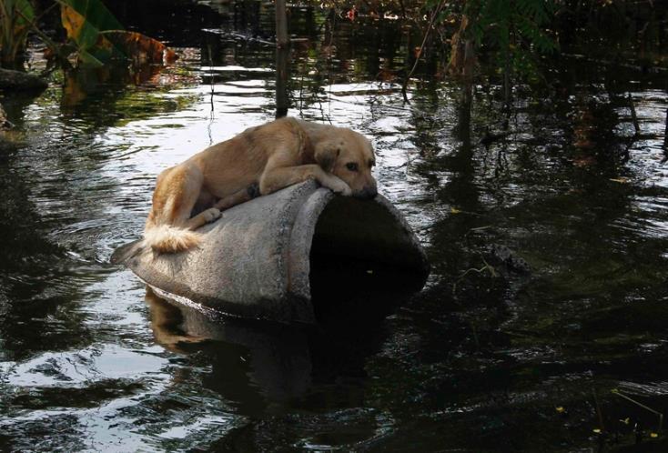 Mereka yang Terjebak dalam Banjir