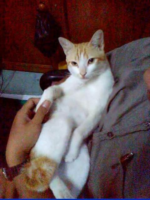 Sharing Mengenai Kucing-Kucing Agan