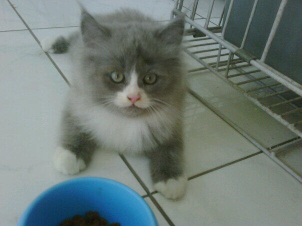 Sharing Mengenai Kucing-Kucing Agan