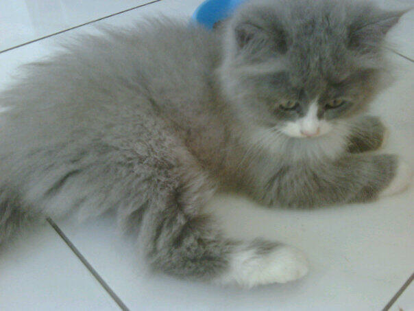 Sharing Mengenai Kucing-Kucing Agan