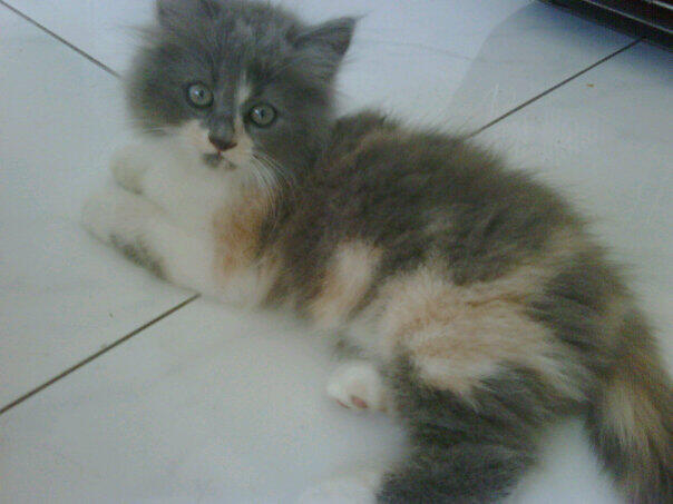 Sharing Mengenai Kucing-Kucing Agan