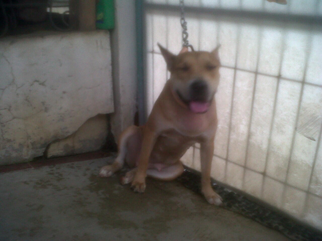 JUAL ANJING PitBull mix German Shepherd/Herder