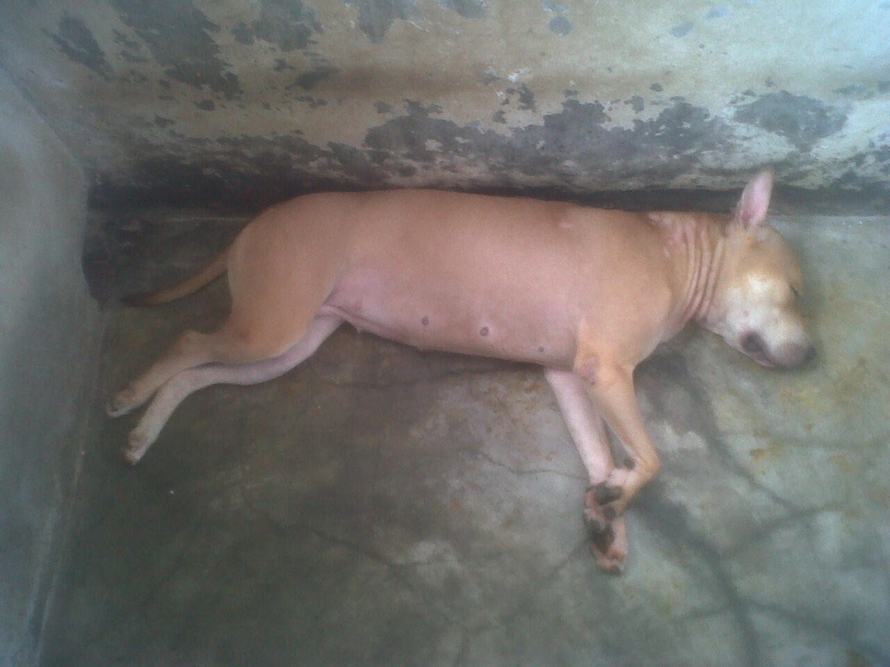 JUAL ANJING PitBull mix German Shepherd/Herder