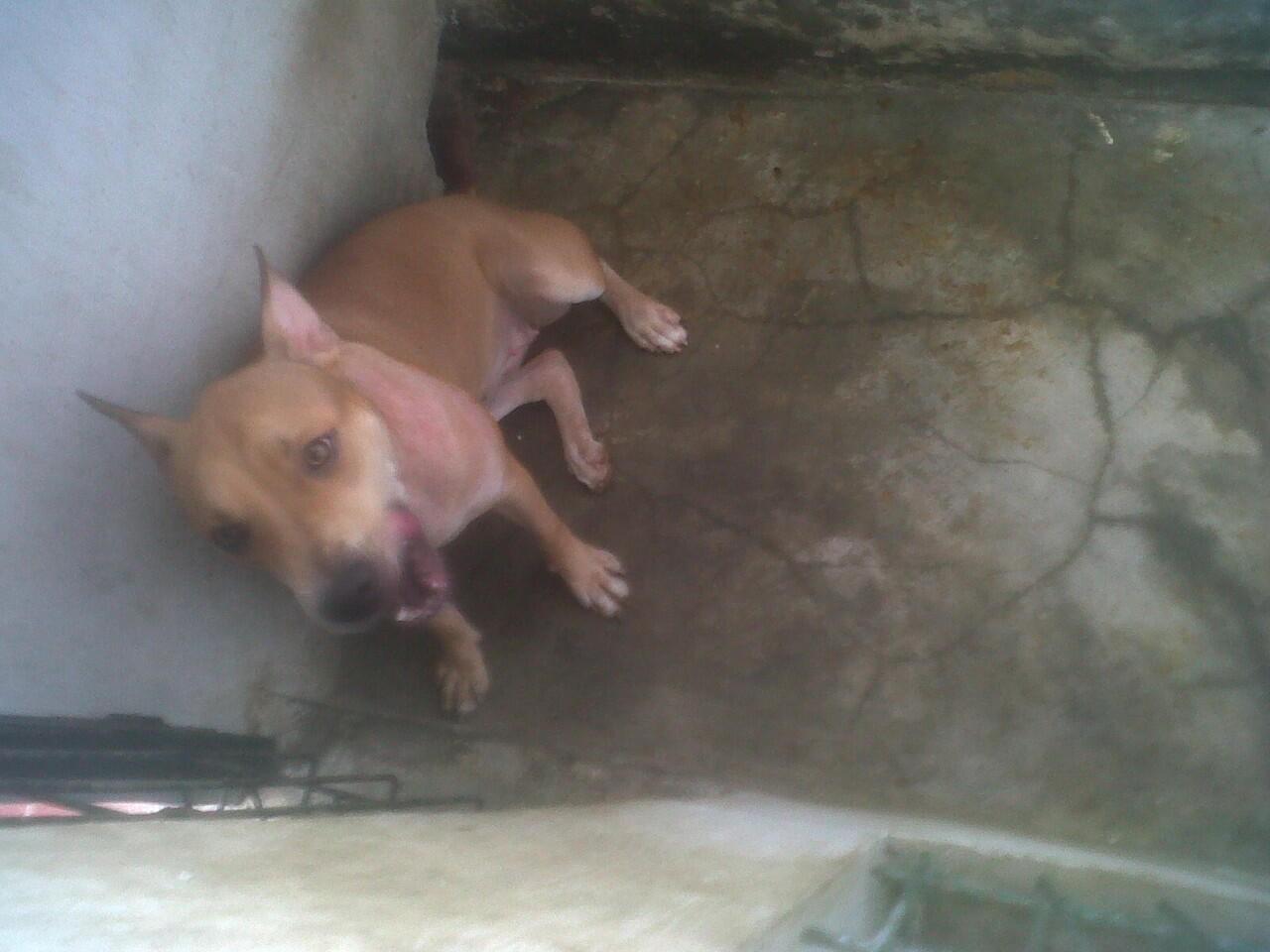JUAL ANJING PitBull mix German Shepherd/Herder