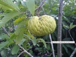 Buah2 Ini Mungkin Telah Punah, Padahal Semasa Kecil Buah2 Ini Selalu Jadi Teman 