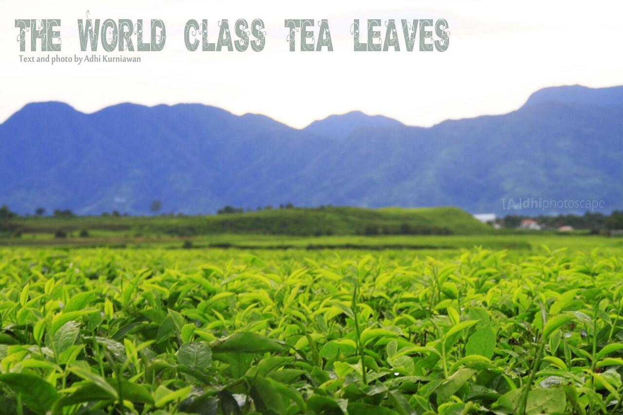 Keindahan Kebun Teh Kayu Aro di Gunung Kerinci