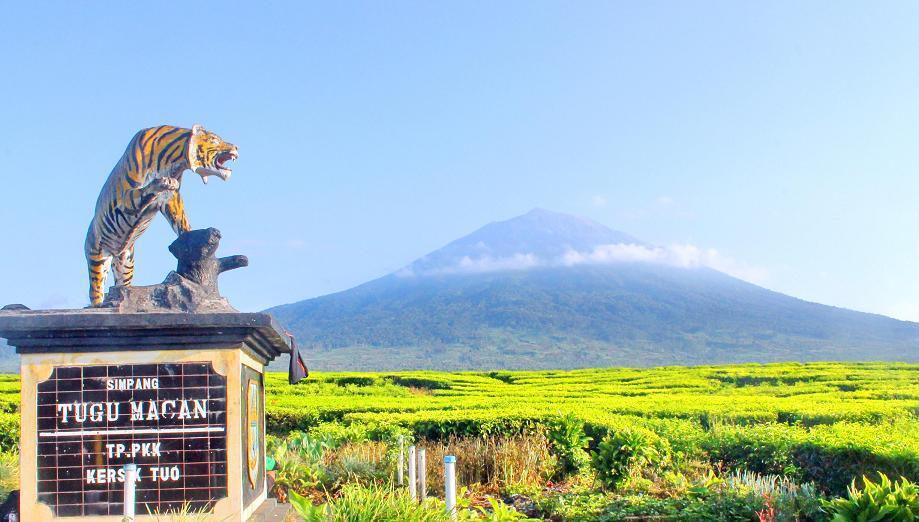 Keindahan Kebun Teh Kayu Aro di Gunung Kerinci