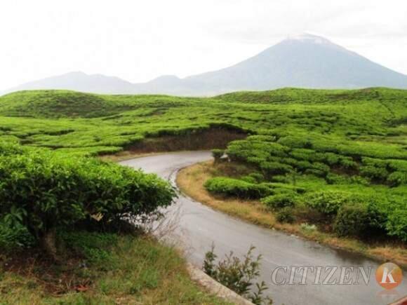 Keindahan Kebun Teh Kayu Aro di Gunung Kerinci