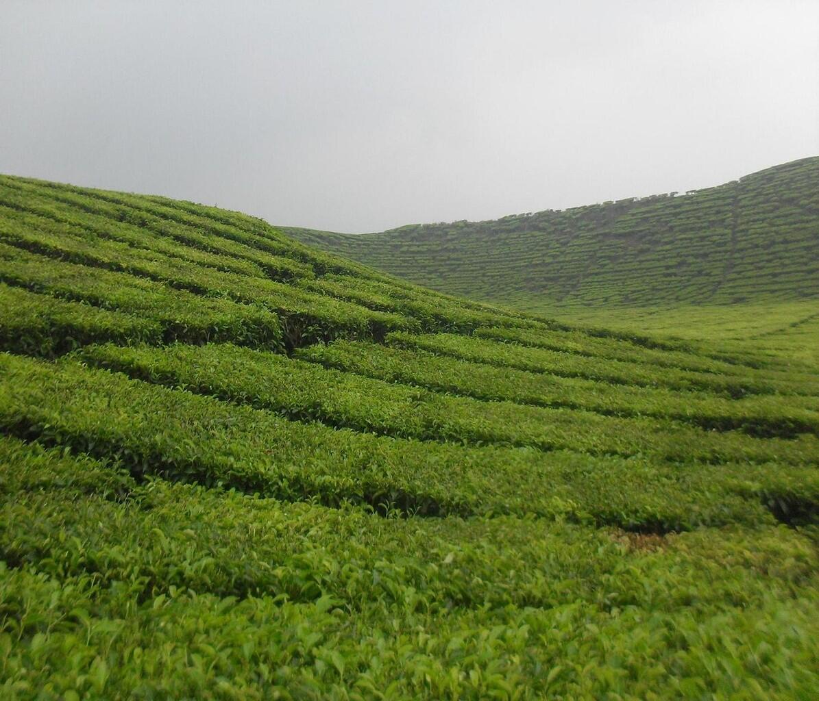 Keindahan Kebun Teh Kayu Aro di Gunung Kerinci