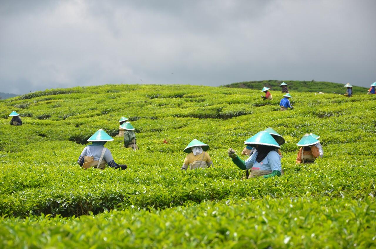 Keindahan Kebun Teh Kayu Aro di Gunung Kerinci