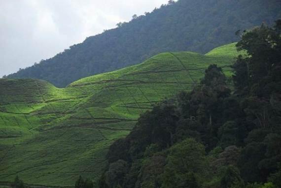 Keindahan Kebun Teh Kayu Aro di Gunung Kerinci