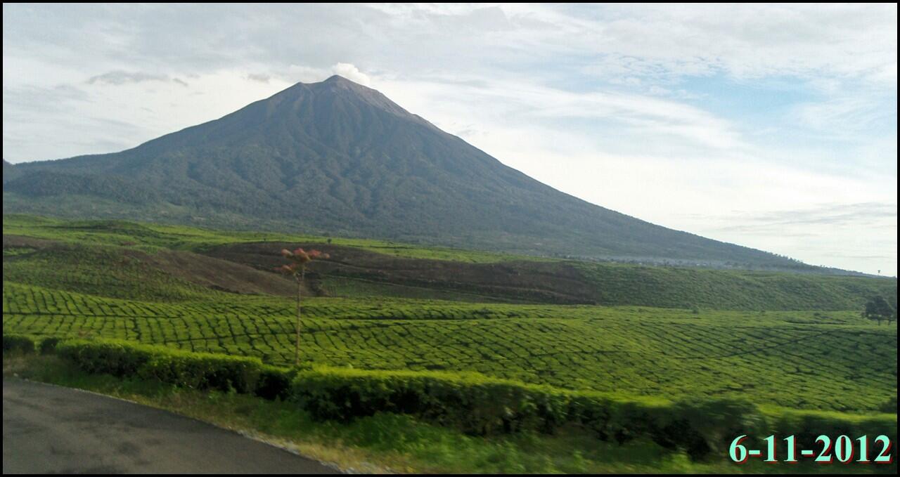 Keindahan Kebun Teh Kayu Aro di Gunung Kerinci