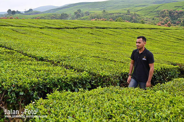 Keindahan Kebun Teh Kayu Aro di Gunung Kerinci